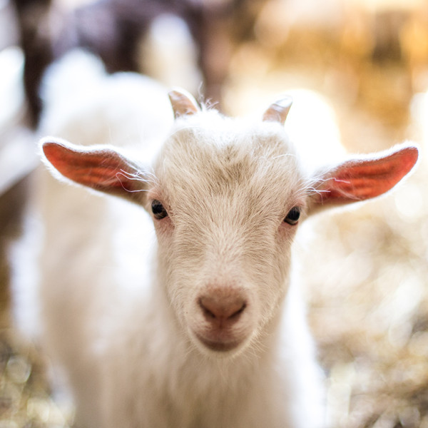 Jovie Goat Stage 1 (0-6 months) – HippHolleHouston